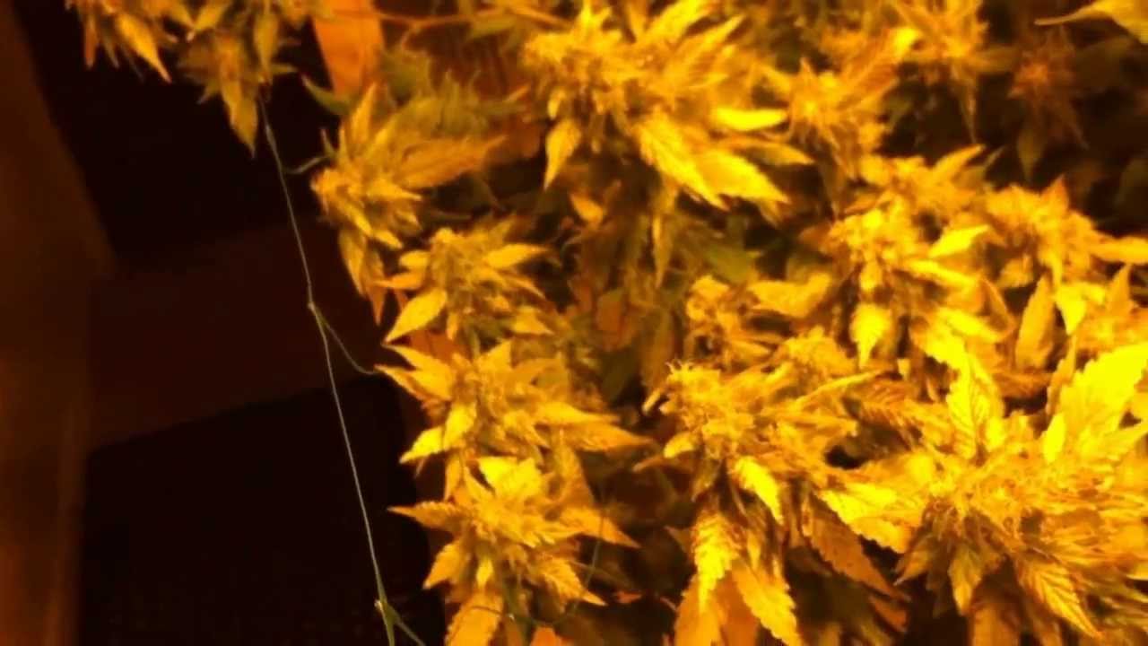 Day 53 - Early Harvest Cannabis Strain Trichome Zoom - Best Indica Strain