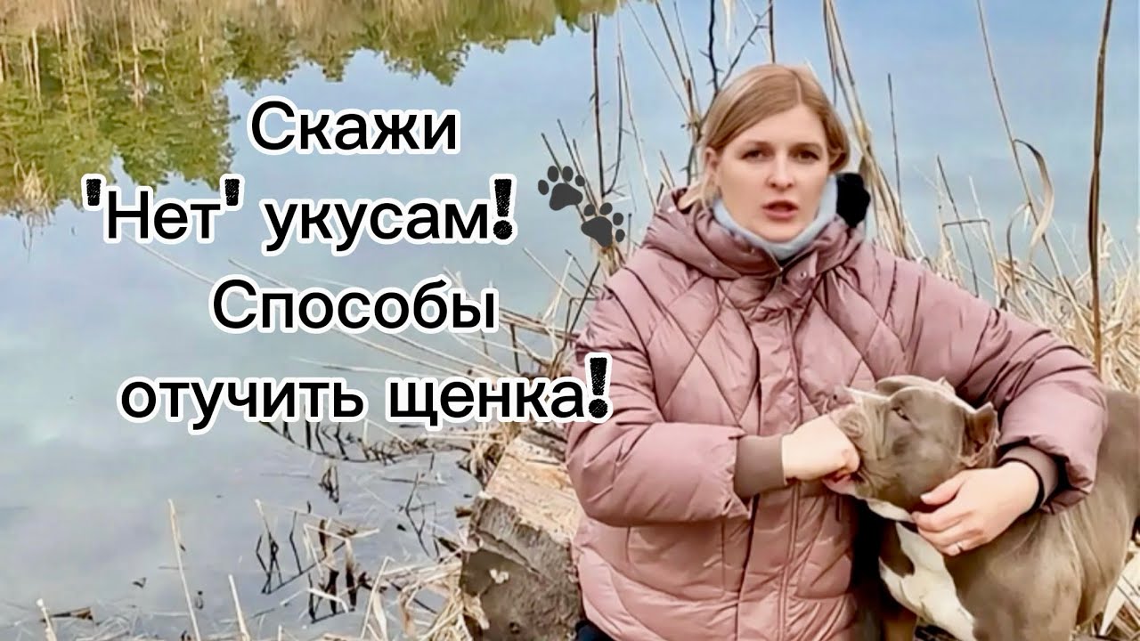 Как отучить щенка кусать руки и ноги? Эффективные методы и советы!