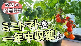 Grow in your room even in winter and harvest many times Hydroponic cultivation of cherry tomatoes♪