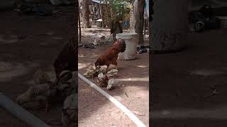 #03កូនមាន់មួយសំបុក#subscribe#youtube #chicken