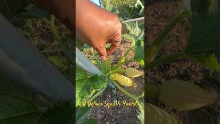 A Yellow Squash Forest🤗