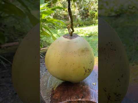 Amazing Technique Coconut