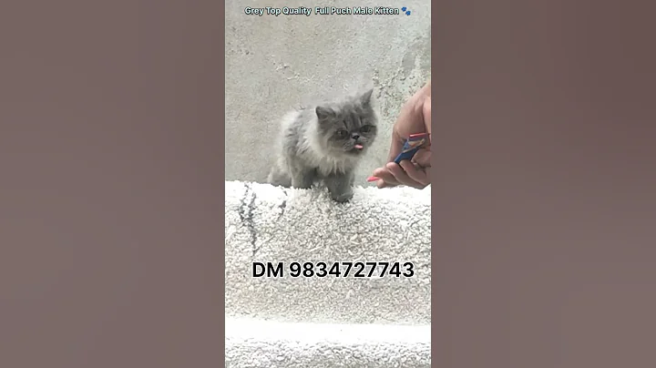 Video 10507591: persiancat persiankitten, punch face persian cat, grey persian cat, adorable persian cat, kitten home, cute kitten