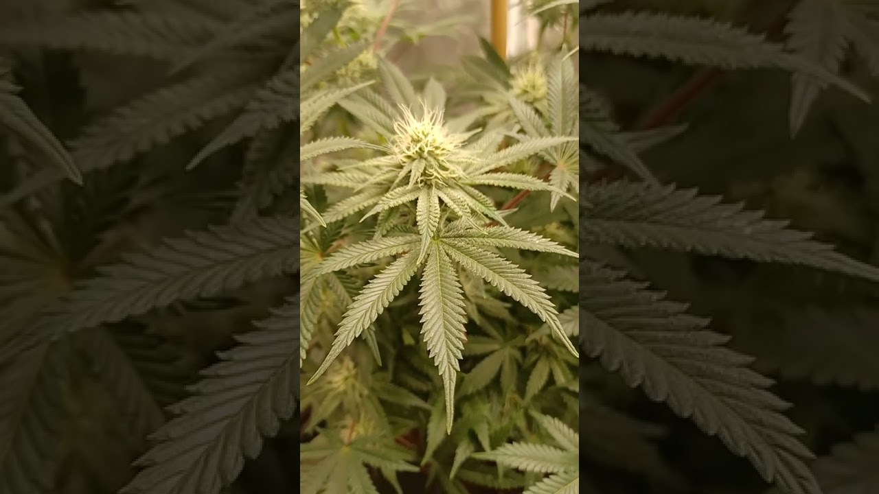 mikes strawberry lemonade exotic genetix