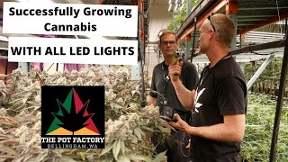 Indoor Grow | Successfully Growing Cannabis with all LED Lights | Commercial Cannabis Lighting |
