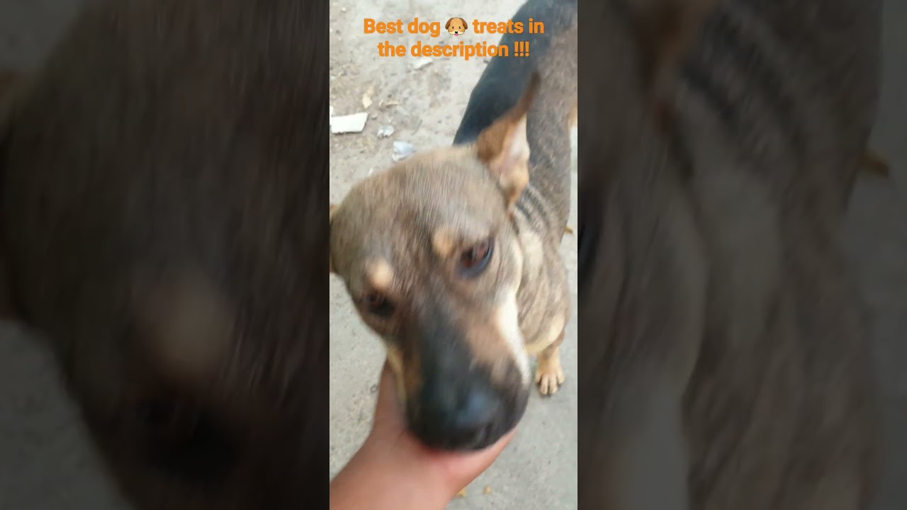 Dog asks for scratches ❤🐶 #ShashiMourya #indies #dogfood #petfood #telegram_link_in_description