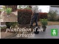 Plantation dun arbuste oranger du mexique