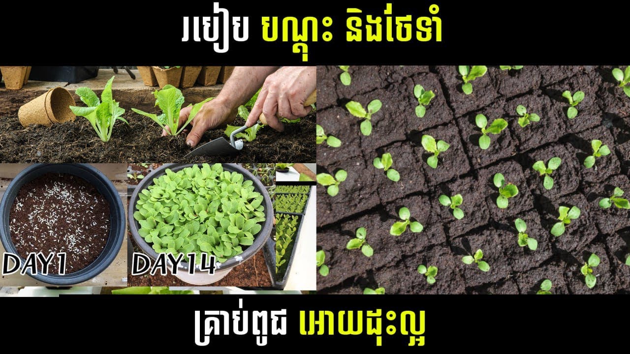 របៀប បណ្តុះនិងថែទាំគ្រាប់ពូជ អោយដុះល្អ100%