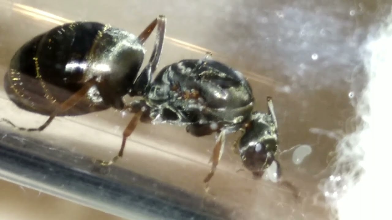 formica fusca с нуля до первых яиц