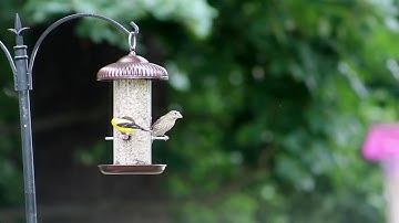 More Birds® Prairie Seed Tube Feeder