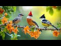 Find Your Flow Birdsong рџ ЉпёЏрџ ЉпёЏрџ ЉпёЏ Piano For Productive Workdays Find Your Flow Birdsong рџ ЉпёЏрџ ЉпёЏрџ ЉпёЏ Piano For Productive Workdays