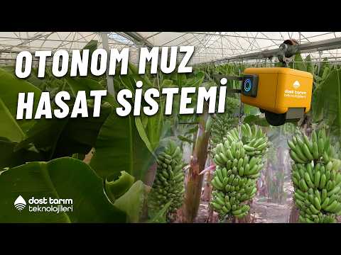Dost Tarım Teknolojileri mühendislik ekibimizin geliştirdiği, “Otonom Muz Hasat Sistemi” 🍌🤖🌿