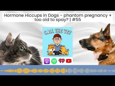 Hormone Hiccups in Dogs - phantom pregnancy + too old to spay? | #55