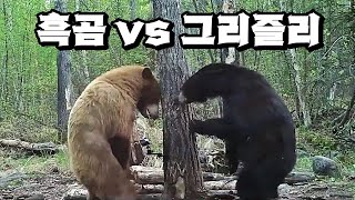 흑곰 vs 그리즐리: 자존심 걸고 맞짱! 누가 더 쎌까?