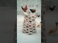 Best Rooster 😜 #rooster #chicken #hen #birds #pets #youtubeshorts #fyp