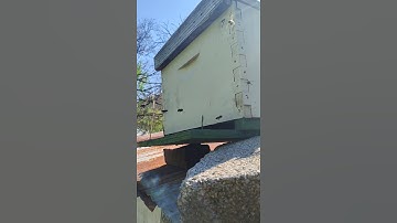 Scout bees checking a swarm box