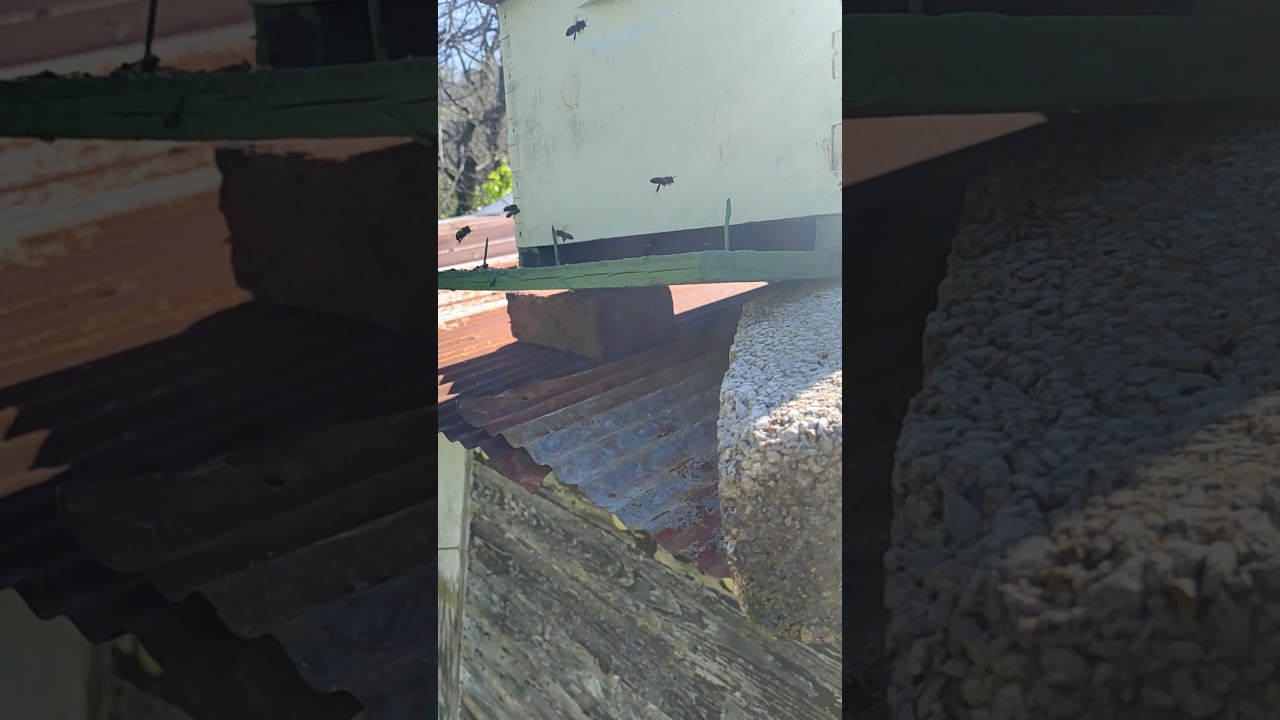 Scout bees checking a swarm box