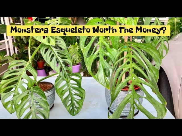 Update: Monstera Esqueleto//Monstera Adansonii//Part3