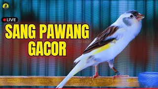 Download Lagu Terapi AMPUH kenari gacor panjang Cuit Cuit EMOSI, Pancingan Kenari Macet danPaud Belajar Bunyi MP3