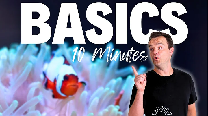 Saltwater Aquarium 101: Everything You Need To Know