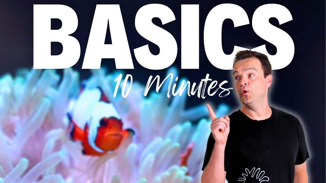 Морской аквариум 101: все, что вам нужно знать