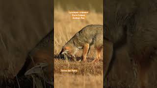 Zorro culpeo en Torres del Paine #torresdelpaine #travel #nature #wildlife #zorro #fox #animales