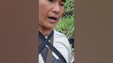 Hlau youtube mus pub qaib lom zem heev.đi bộ cho gà ăn uống