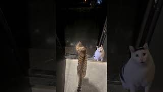Cat Ordered Freedom, Got Rain Instead😭💧 #animals #cat #shorts