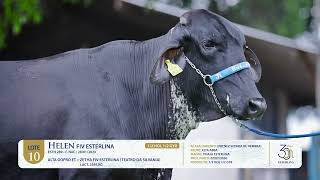 lote 10