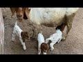 CABRITAS BOER JSS BOER GOATS