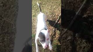 Theres Pitbull In My Yard Playing