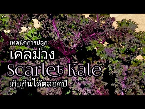 วิธีปลูกคะน้าเคลสีม่วง(Scarlet Kale)ในถุงให้สามารถเก็บกินได้ทั้งปี