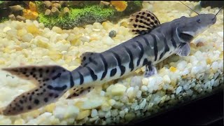 I Bought A Fish 6x The Size Of Moby!
