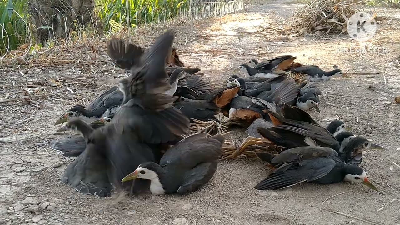 MIKAT DISINI YANG DATANG ROMBONGAN