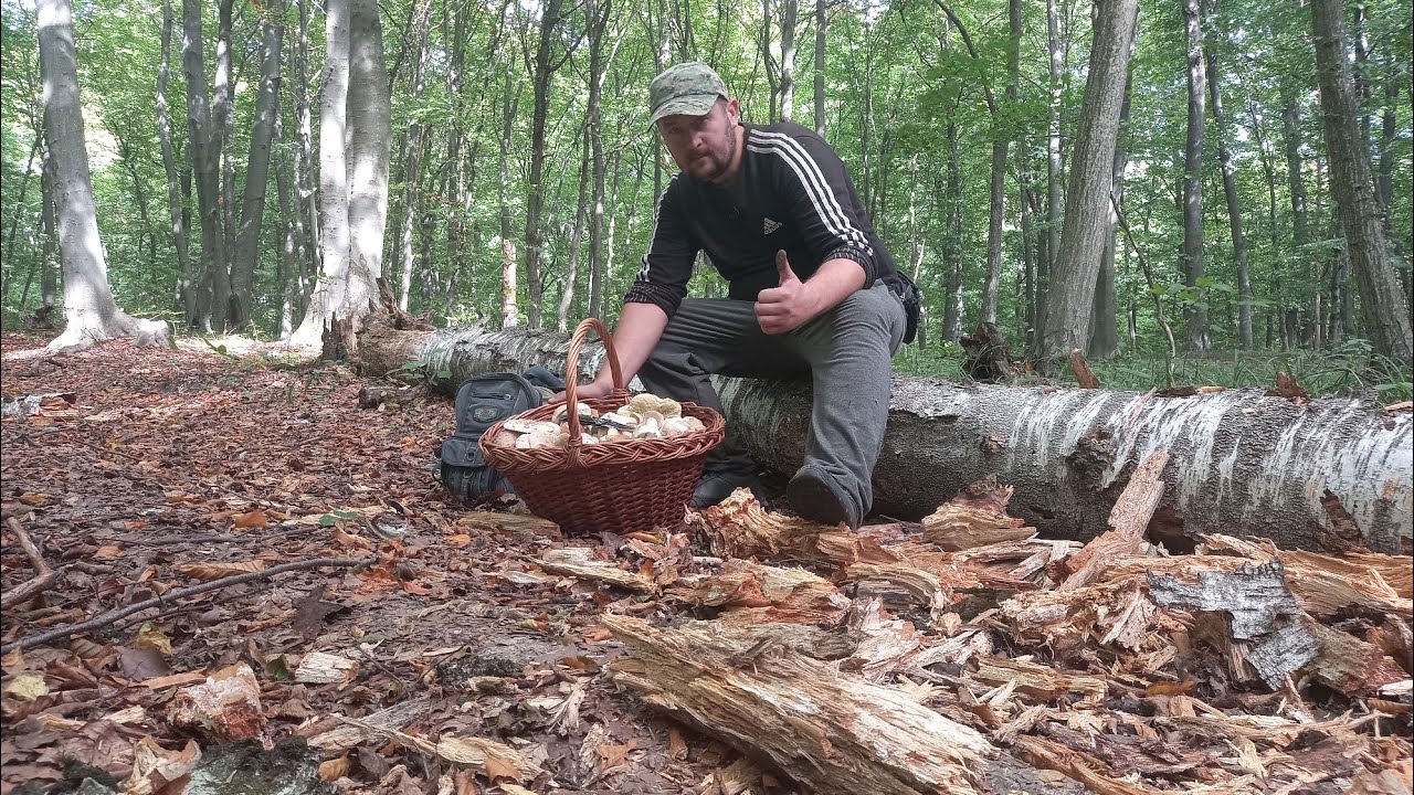 Гриби Зривають Мозок! Звідки їх Стільки? Вчора був Немає! Сьогодні ніби Хтось НАСІЯВ!!