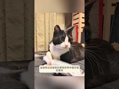 一對夫婦救援小小貓咪，給牠充滿愛的開始