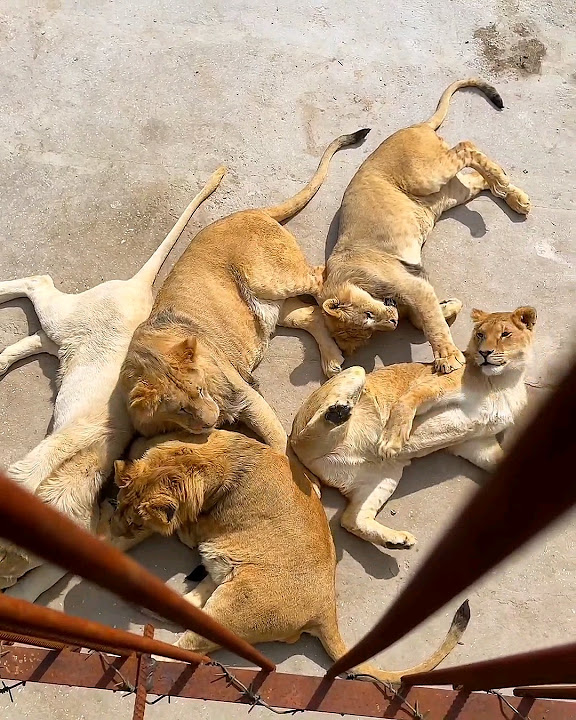 Тайган: львят на расправу! #shorts #taigan #lions #тайган #львята - YouTube