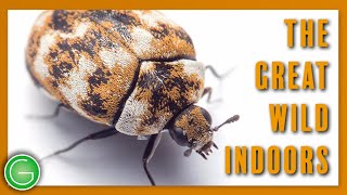 The Great Wild Indoors (2017) | Full Documentary | Roberto Verdecchia
