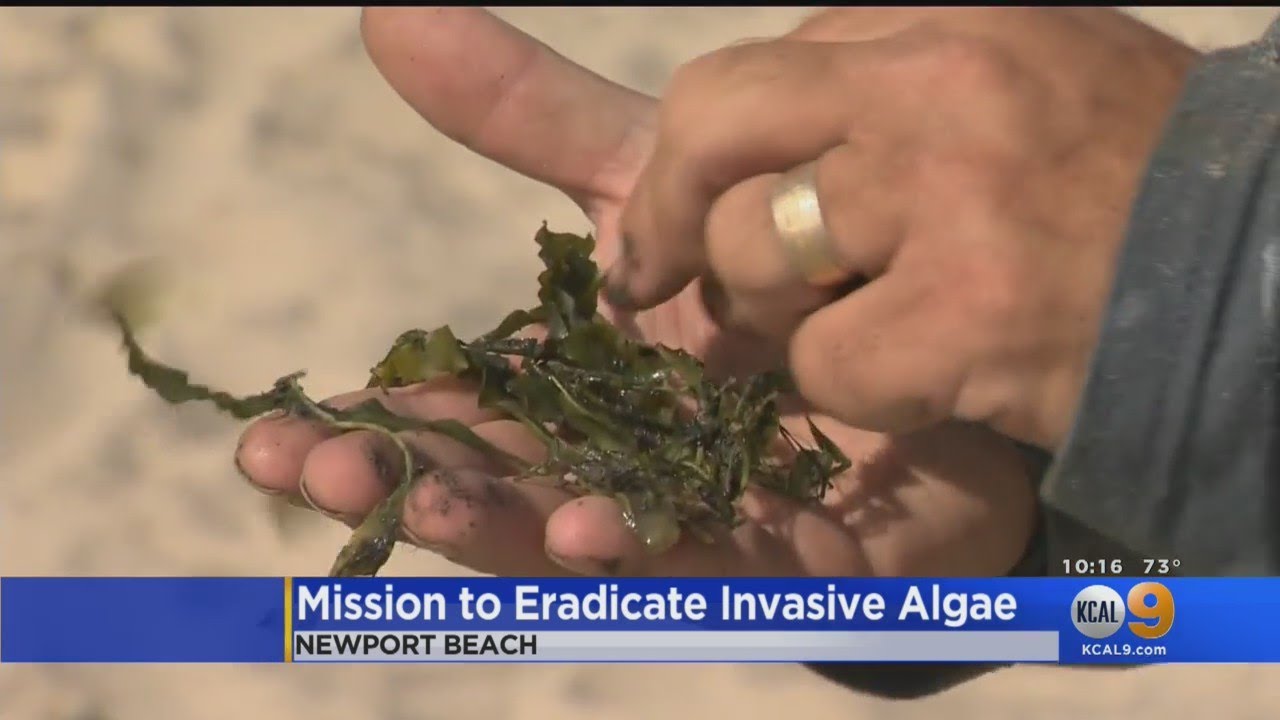Invasive Algae Cleanup Underway In Newport Beach