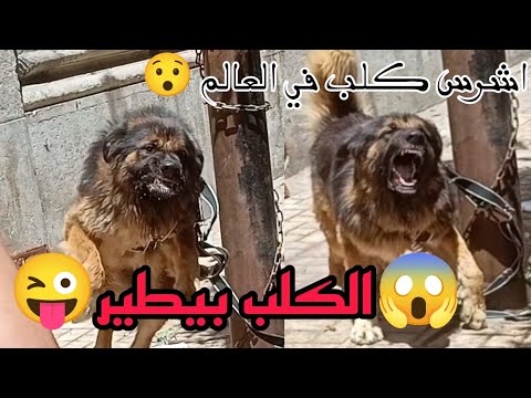 الكلب بيطير ويشخ ربصو مغامرات حمزة