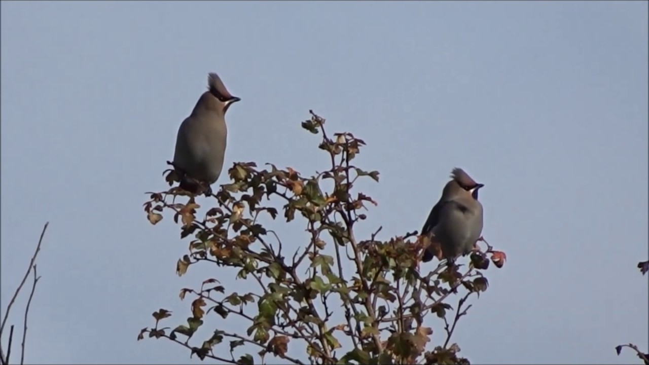 Bohemian Waxwing Sint Margriete Belgium 06112016 
