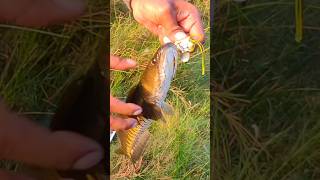 😱just miss my finger‼️ just 😲#fish #snakehead #murrelfish #fishimg