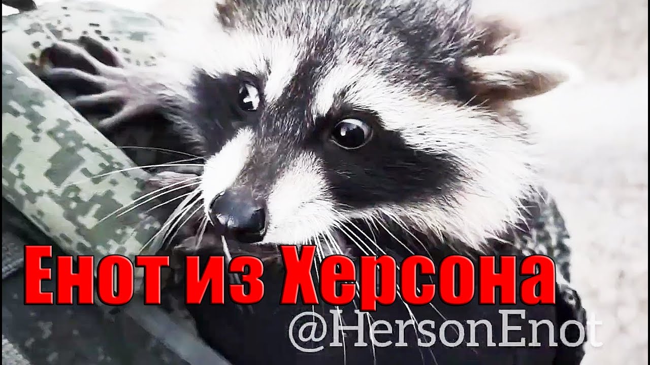 Енот из Херсона Смотрим видео, делимся впечатлениями! - YouTube