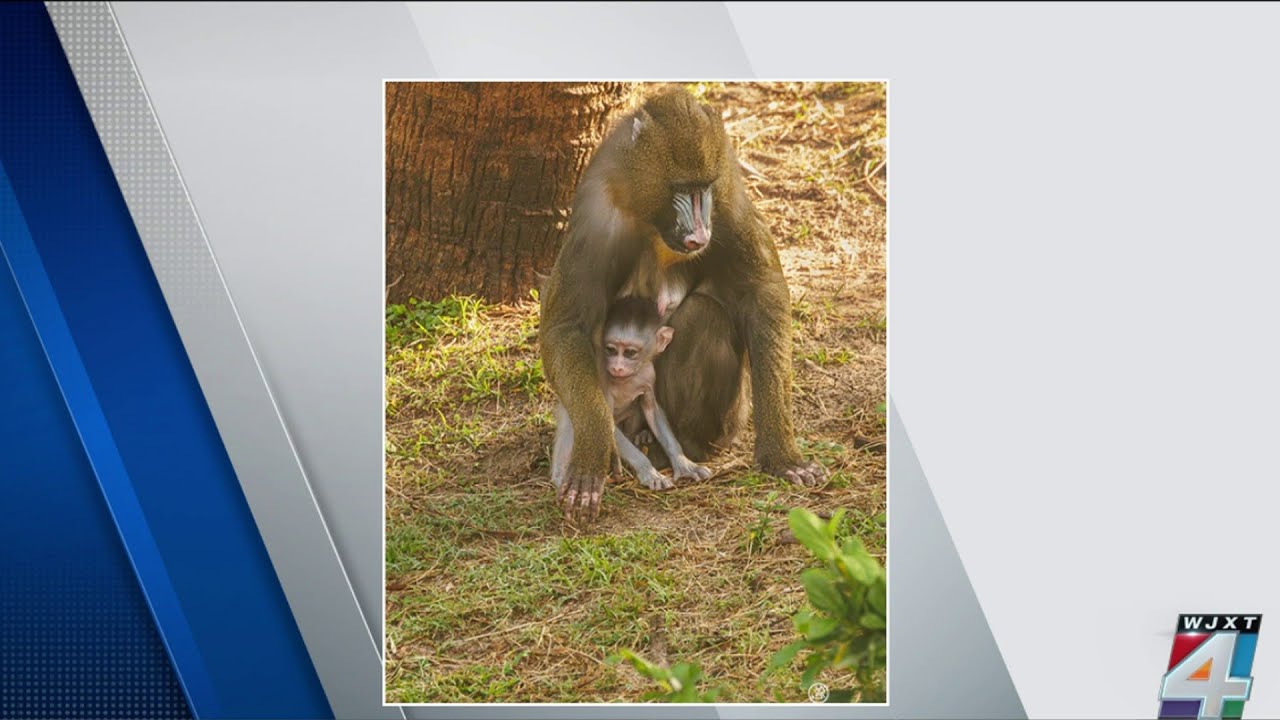 Celebrating newest members of Jacksonville Zoo on National Zoo Lovers Day
