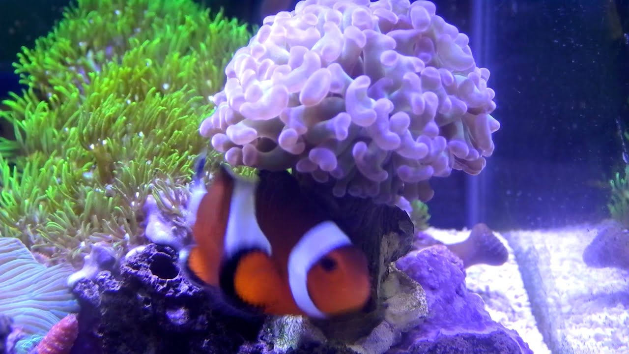 watershed Clownfish hosting hammer