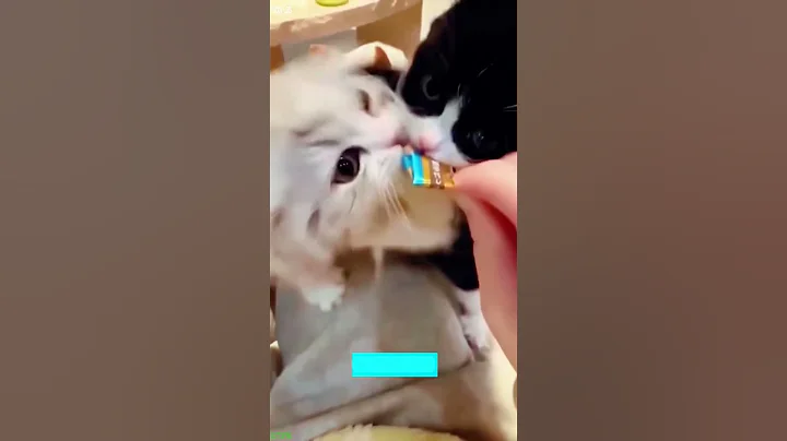 Video 11777351: kittens meowing cute, laugh funny cat