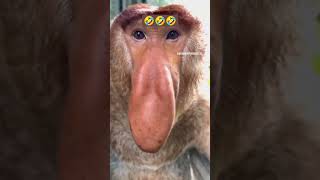Zavallicik🥴