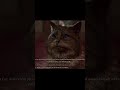 A brothel cat reviews its clients #baldursgate3