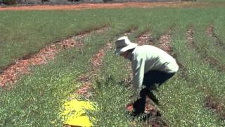 Using a beat sheet to sample for helicoverpa in chickpeas