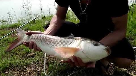 HOT NHẤT THÁNG - Full Video Câu Lăng Xê Suối Hai Ba Vì Mới Nhất Tháng 8